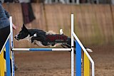 wedstrijd agility friends zaterdag