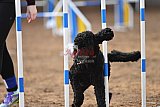 wedstrijd agility friends zaterdag