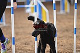 wedstrijd agility friends zaterdag