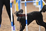 wedstrijd agility friends zaterdag