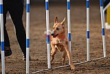 wedstrijd agility friends zaterdag