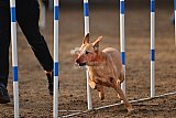 wedstrijd agility friends zaterdag