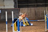wedstrijd agility friends zaterdag