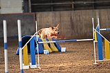 wedstrijd agility friends zaterdag