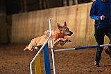 wedstrijd agility friends zaterdag