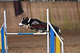 wedstrijd agility friends zaterdag