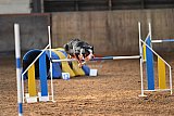 wedstrijd agility friends zaterdag
