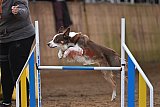 wedstrijd agility friends zaterdag