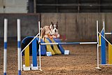 wedstrijd agility friends zaterdag