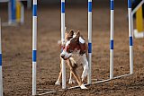 wedstrijd agility friends zaterdag