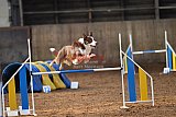wedstrijd agility friends zaterdag