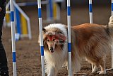 wedstrijd agility friends zaterdag