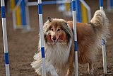 wedstrijd agility friends zaterdag
