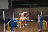 wedstrijd agility friends zaterdag