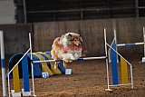 wedstrijd agility friends zaterdag