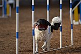 wedstrijd agility friends zaterdag