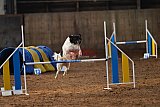 wedstrijd agility friends zaterdag