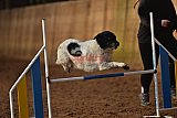 wedstrijd agility friends zaterdag