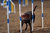 wedstrijd agility friends zaterdag