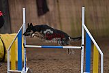 wedstrijd agility friends zaterdag