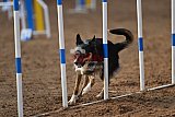 wedstrijd agility friends zaterdag