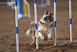 wedstrijd agility friends zaterdag