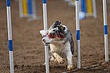 wedstrijd agility friends zaterdag