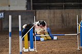 wedstrijd agility friends zaterdag