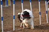 wedstrijd agility friends zaterdag