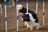 wedstrijd agility friends zaterdag