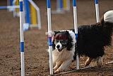 wedstrijd agility friends zaterdag