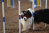 wedstrijd agility friends zaterdag