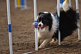 wedstrijd agility friends zaterdag