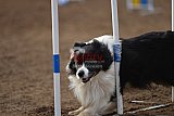 wedstrijd agility friends zaterdag