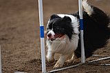 wedstrijd agility friends zaterdag