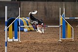 wedstrijd agility friends zaterdag