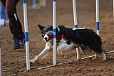 wedstrijd agility friends zaterdag