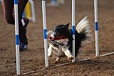 wedstrijd agility friends zaterdag