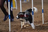 wedstrijd agility friends zaterdag