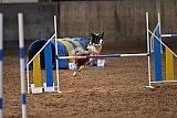 wedstrijd agility friends zaterdag