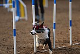 wedstrijd agility friends zaterdag