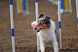wedstrijd agility friends zaterdag