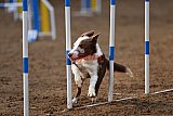 wedstrijd agility friends zaterdag