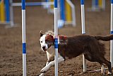wedstrijd agility friends zaterdag
