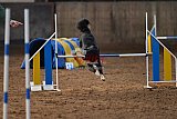 wedstrijd agility friends zaterdag