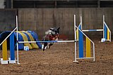 wedstrijd agility friends zaterdag