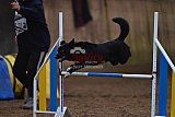 wedstrijd agility friends zaterdag