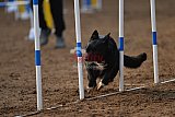 wedstrijd agility friends zaterdag