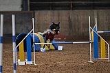 wedstrijd agility friends zaterdag