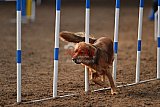 wedstrijd agility friends zaterdag